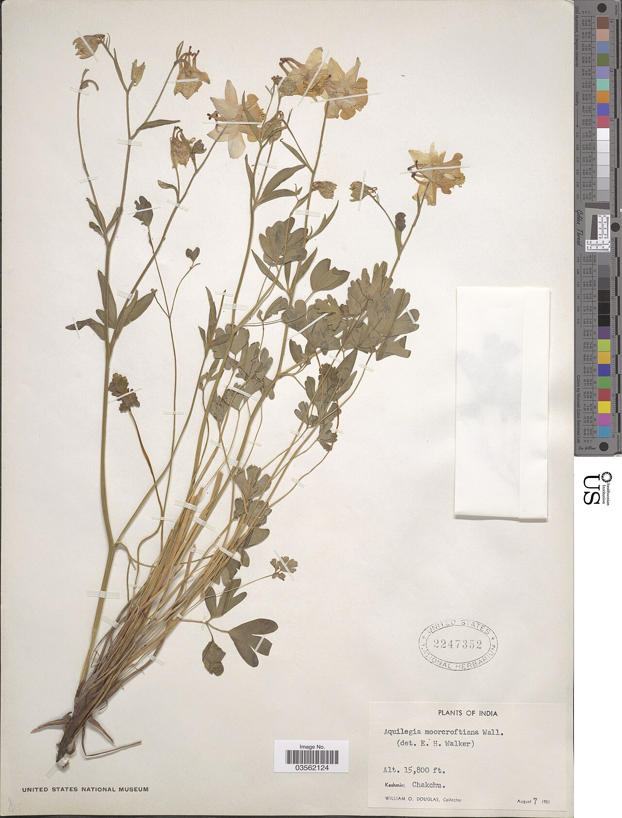 Aquilegia moorcroftiana: A specimen of the columbine species Aquilegia moorcroftiana in collection of the National Museum of Natural History of the Smithsonian Institution in the United