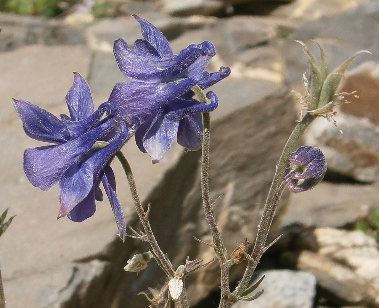 Aquilegia nevadensis: Aquilegia nevadensis in the Jardin Botanique Alpin du Lautaret