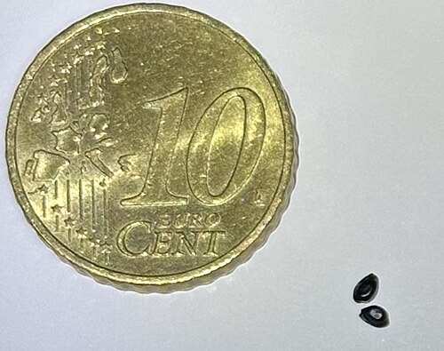 Aquilegia nevadensis: Aquilegia vulgaris subsp. nevadensis seeds with coin for scale