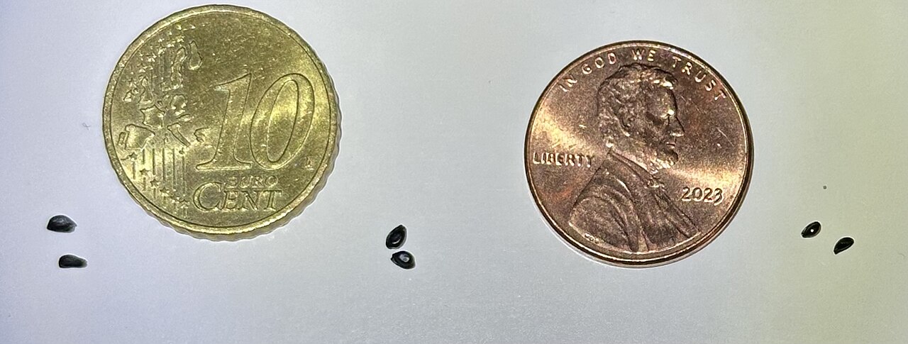 Aquilegia nevadensis: Aquilegia seed size comparison. From left to right in pairs: A. sibirica , A. vulgaris subsp. nevadensis , and A. flabellata var. pumila 'Alba'. A 10 euro cent