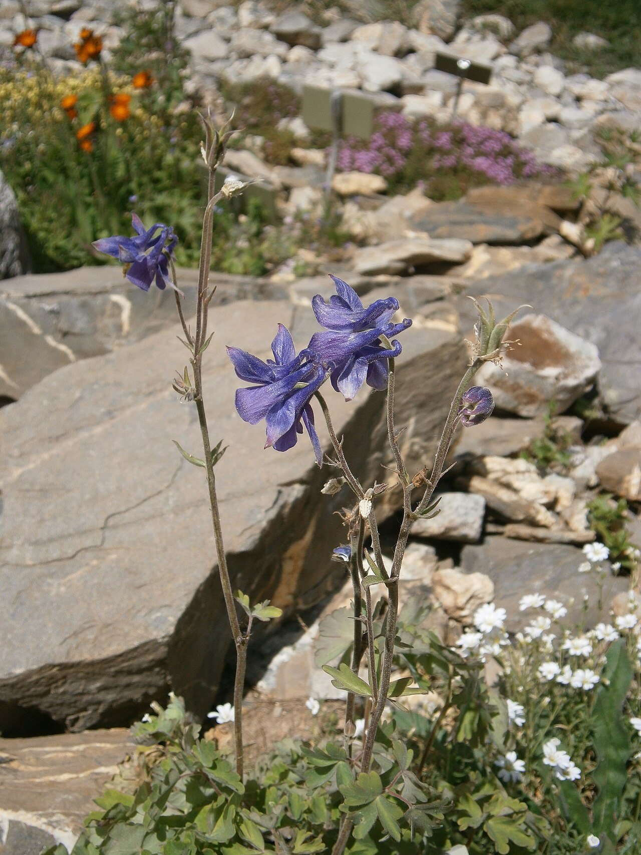 Aquilegia nevadensis: Aquilegia nevadensis in the Jardin Botanique Alpin du Lautaret