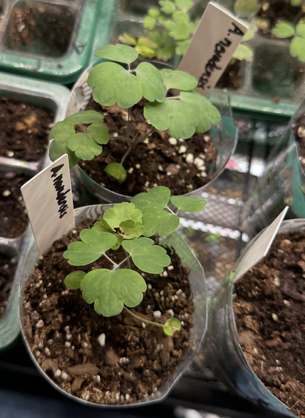 Aquilegia nevadensis: Juvenile Aquilegia vulgaris subsp. nevadensis plants