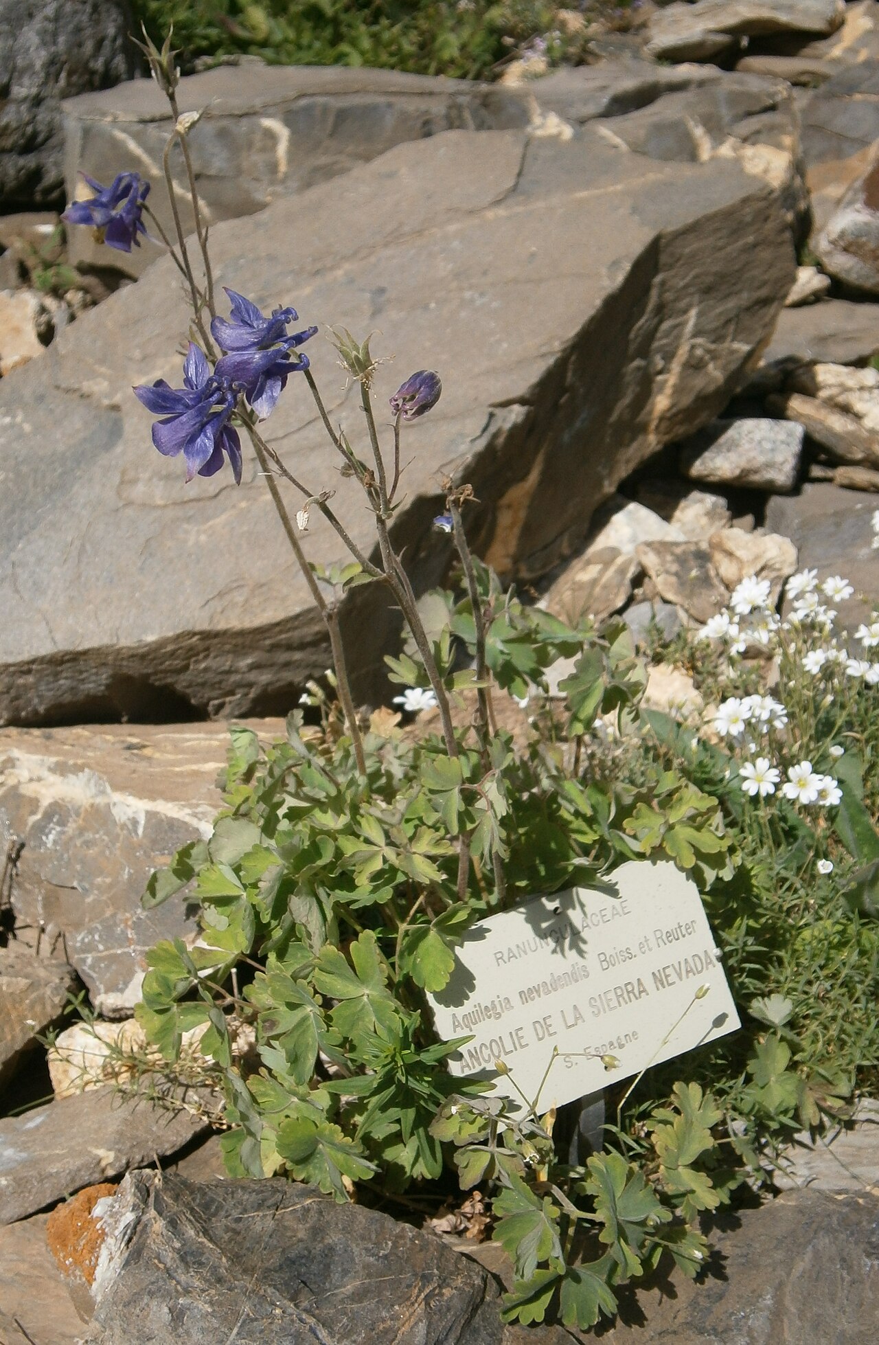Aquilegia nevadensis: Aquilegia nevadensis in the Jardin Botanique Alpin du Lautaret