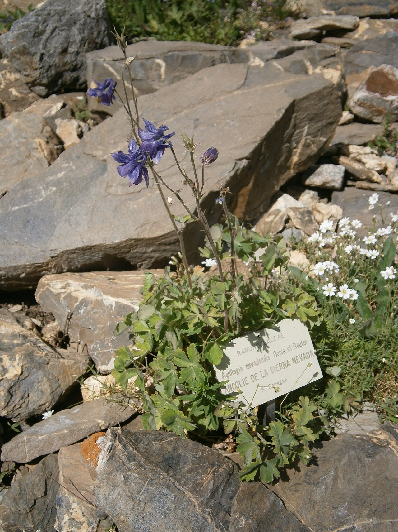 Aquilegia nevadensis: Aquilegia nevadensis in the Jardin Botanique Alpin du Lautaret