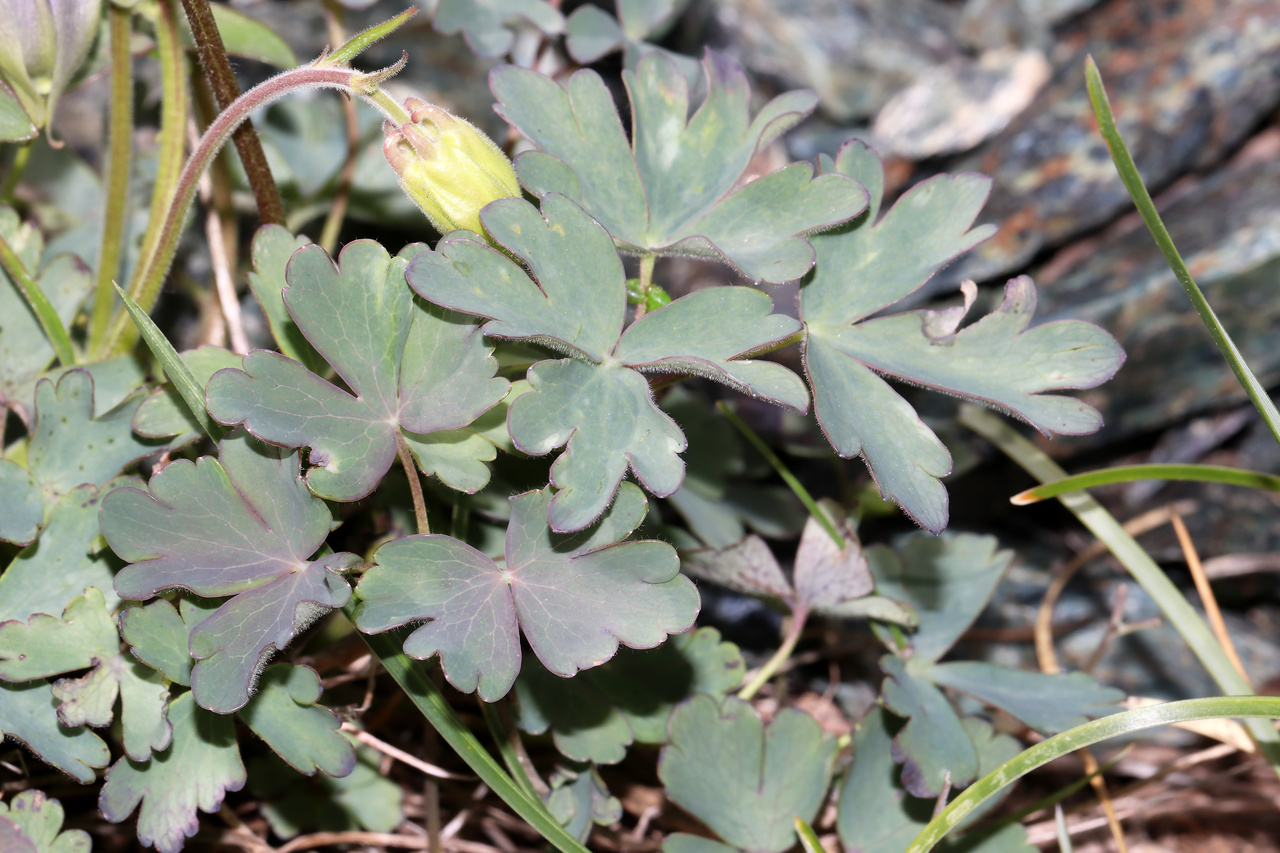 Aquilegia ophiolithica: Species: Aquilegia ophiolithica Barberis & E.Nardi Location: eastern slopes of Monte Sejeu (Ceranesi, GE, LIG, IT). Coordinates (WGS84): 44.5037, 8.8187. Elevat