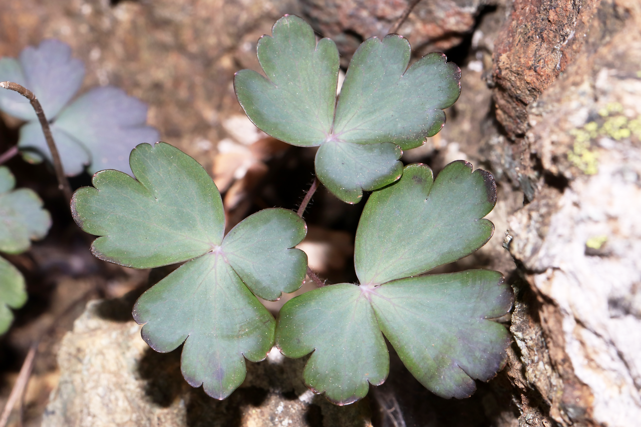 Aquilegia ophiolithica: Species: Aquilegia ophiolithica Barberis & E.Nardi Location: northern ridge of Monte Rama (Municipality of Cogoleto, GE, LIG, IT). Coordinates (WGS84): 44.4282,