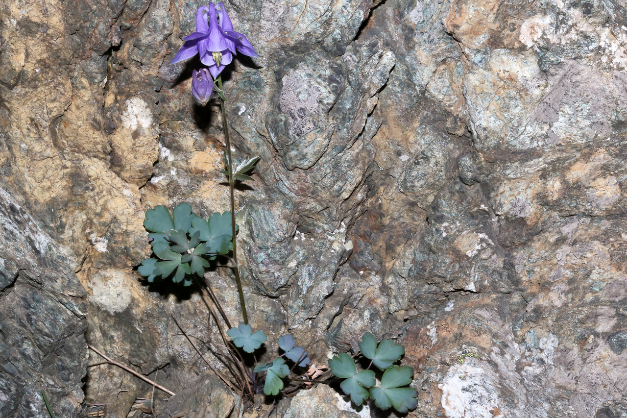 Aquilegia ophiolithica: Species: Aquilegia ophiolithica Barberis & E.Nardi Location: northern ridge of Monte Rama (Municipality of Cogoleto, GE, LIG, IT). Coordinates (WGS84): 44.4282,