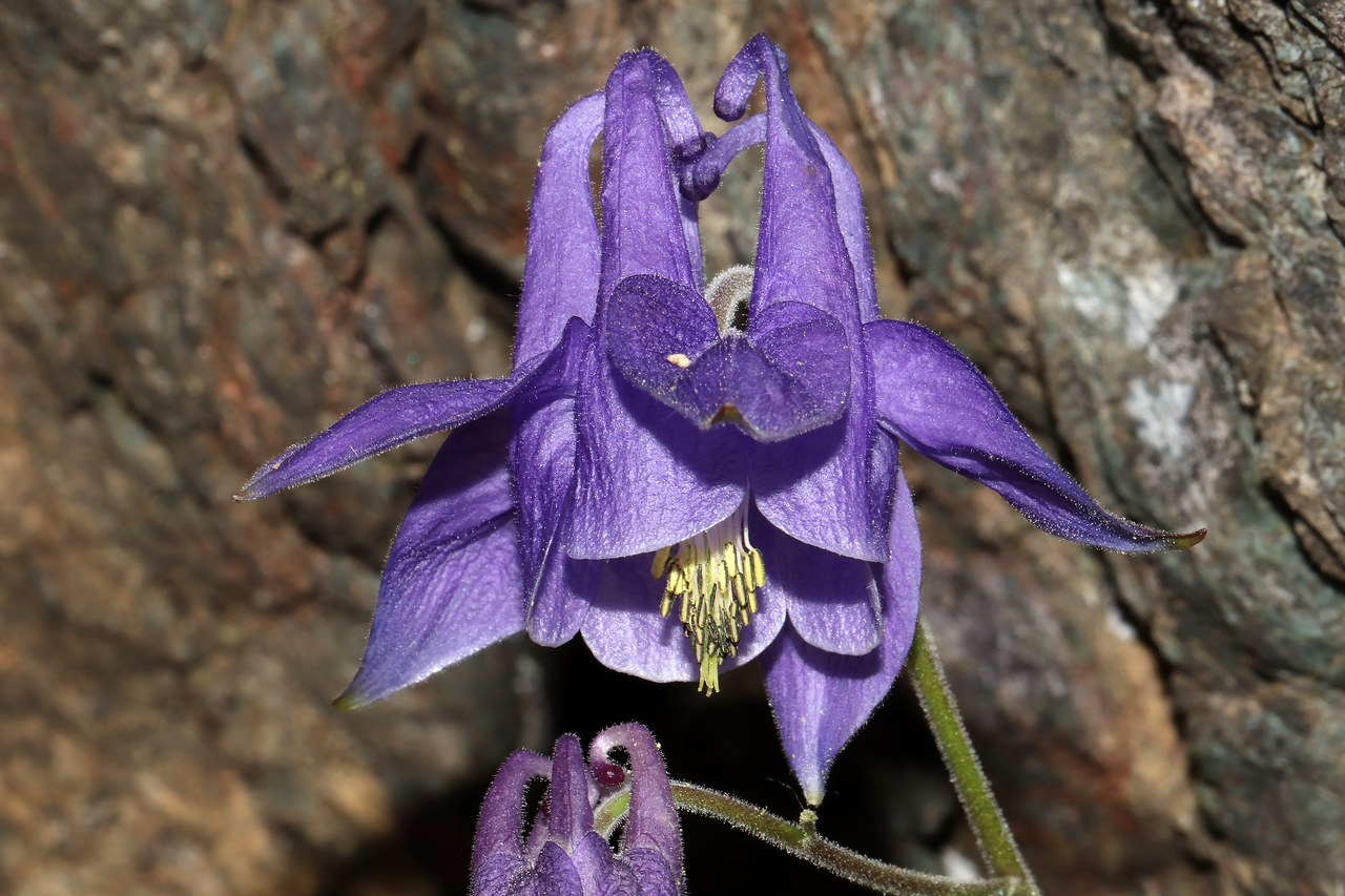 Aquilegia ophiolithica: Species: Aquilegia ophiolithica Barberis & E.Nardi Location: northern ridge of Monte Rama (Municipality of Cogoleto, GE, LIG, IT). Coordinates (WGS84): 44.4282,