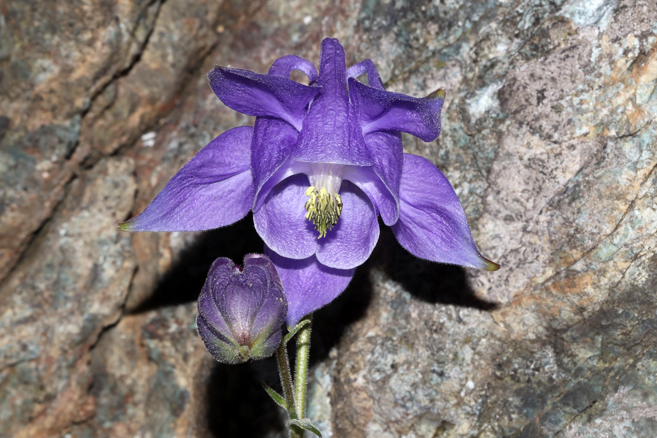 Aquilegia ophiolithica: Species: Aquilegia ophiolithica Barberis & E.Nardi Location: northern ridge of Monte Rama (Municipality of Cogoleto, GE, LIG, IT). Coordinates (WGS84): 44.4282,