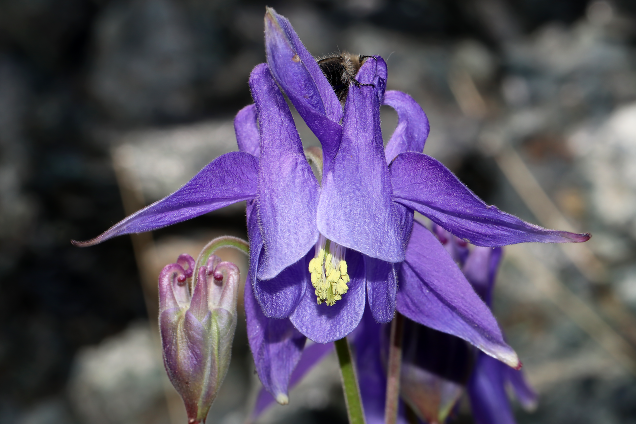 Aquilegia ophiolithica: Species: Aquilegia ophiolithica Barberis & E.Nardi Location: eastern slopes of Monte Sejeu (Ceranesi, GE, LIG, IT). Coordinates (WGS84): 44.5037, 8.8187. Elevat