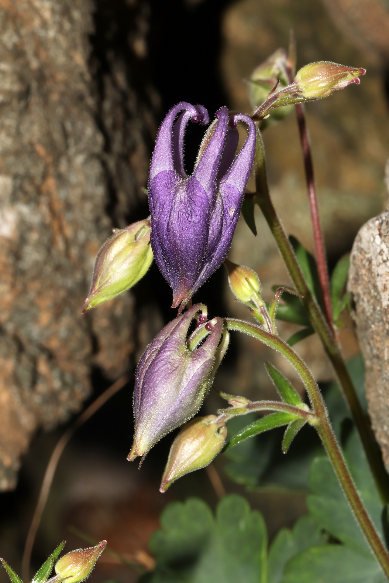 Aquilegia ophiolithica: Species: Aquilegia ophiolithica Barberis & E.Nardi Location: northern ridge of Monte Rama (Municipality of Cogoleto, GE, LIG, IT). Coordinates (WGS84): 44.4282,
