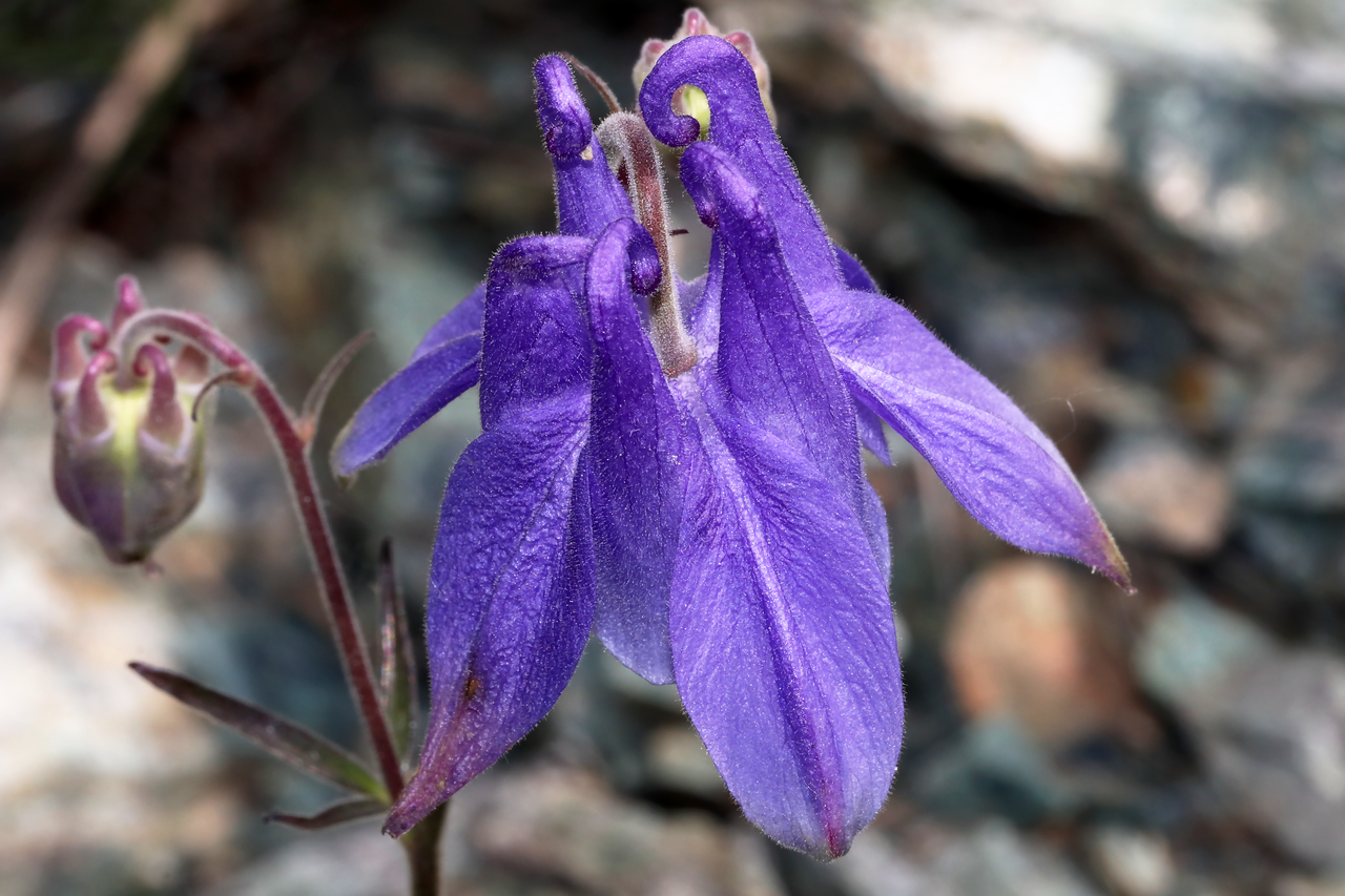 Aquilegia ophiolithica: Species: Aquilegia ophiolithica Barberis & E.Nardi Location: eastern slopes of Monte Sejeu (Ceranesi, GE, LIG, IT). Coordinates (WGS84): 44.5037, 8.8187. Elevat