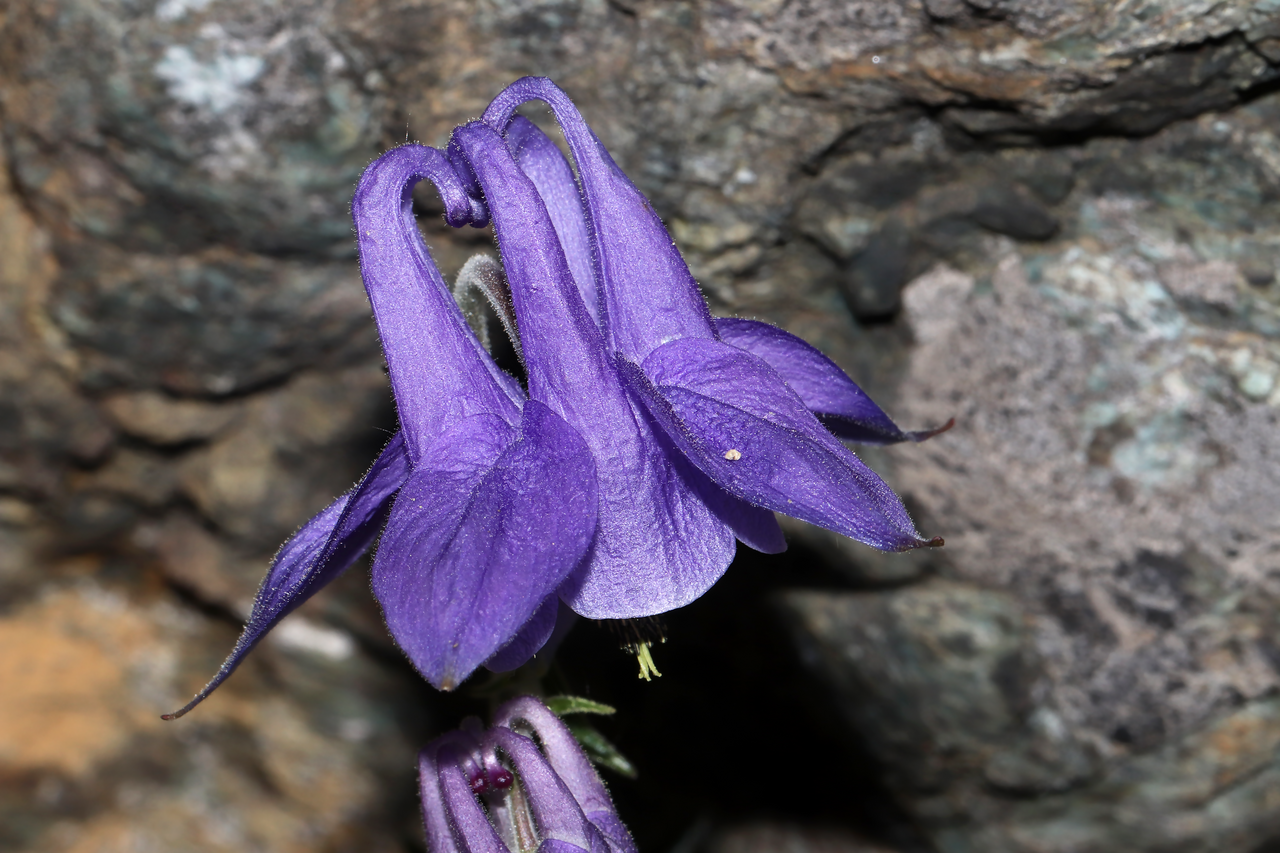 Aquilegia ophiolithica: Species: Aquilegia ophiolithica Barberis & E.Nardi Location: northern ridge of Monte Rama (Municipality of Cogoleto, GE, LIG, IT). Coordinates (WGS84): 44.4282,