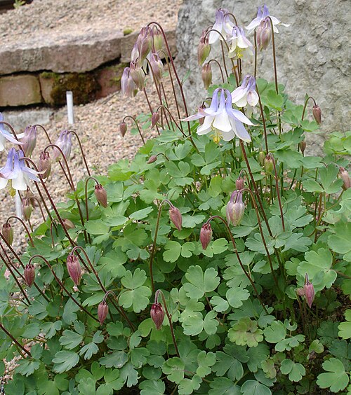 Aquilegia ottonis: Aquilegia ottonis subsp. amaliae