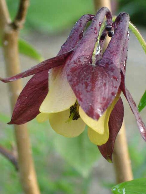 Aquilegia oxysepala: Aquilegia buergeriana