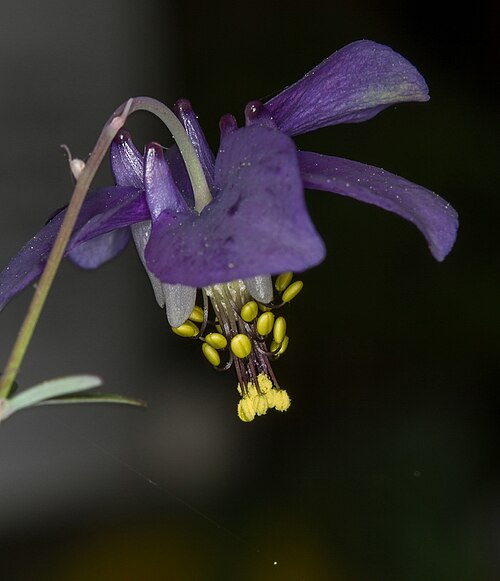 Aquilegia parviflora: Arktisch-alpiner Garten Chemnitz : Kleinblütiger Akelei - Aquilegia parviflora