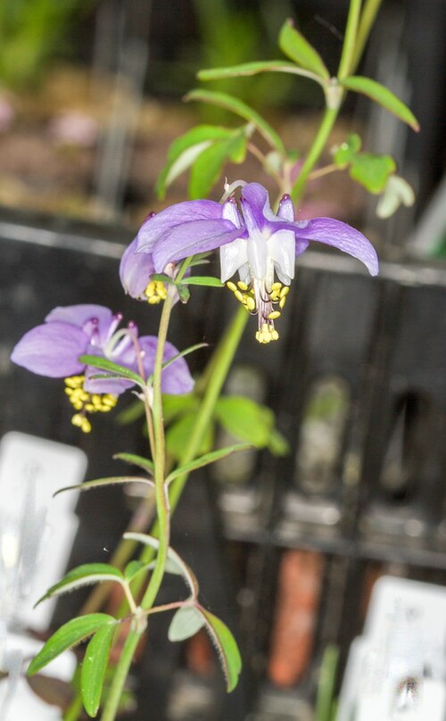 Aquilegia parviflora: Arktisch-alpiner Garten Chemnitz : Kleinblütiger Akelei - Aquilegia parviflora