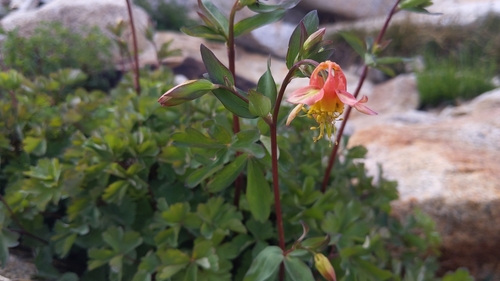 Sierra columbine (Aquilegia pubescens)
