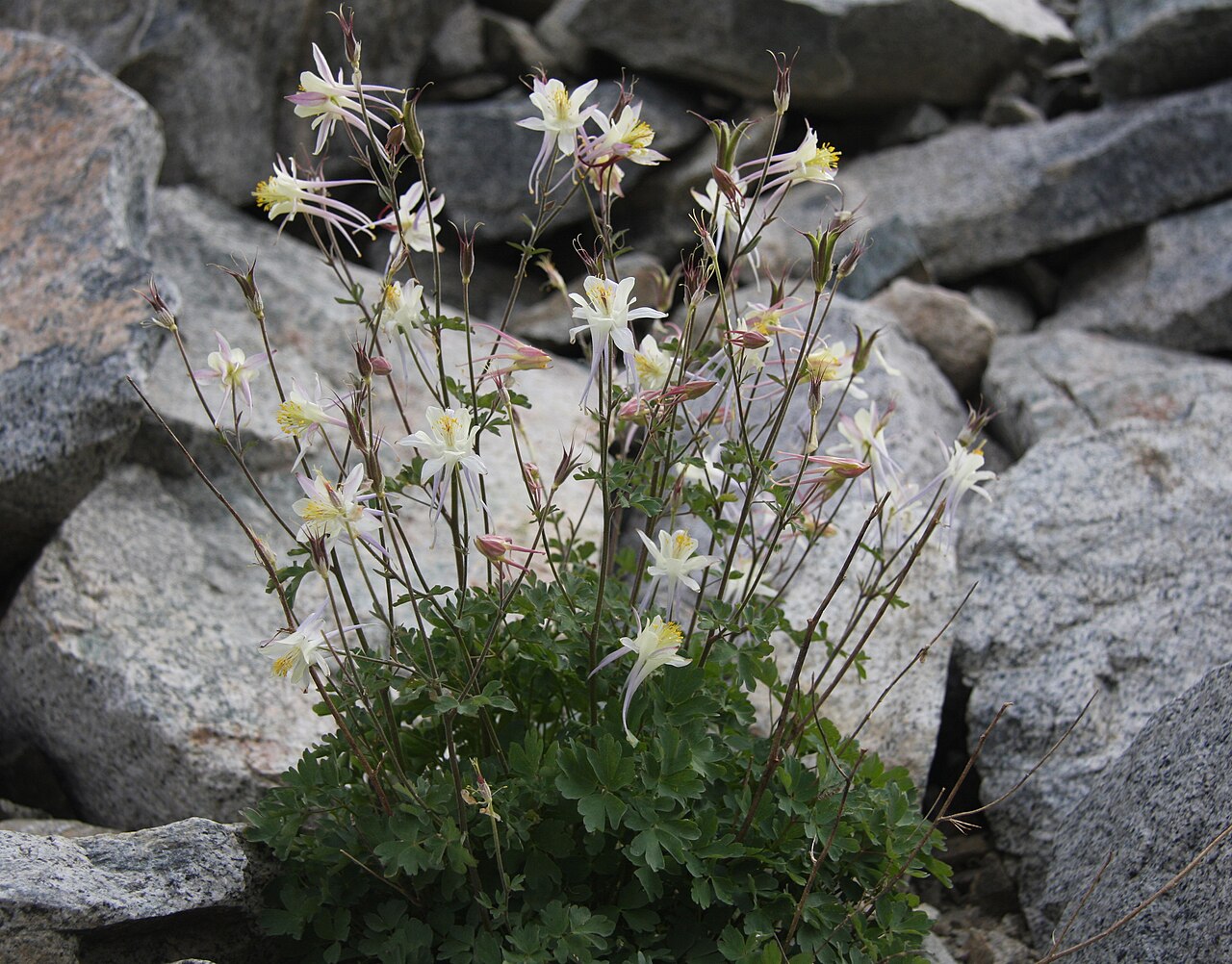 Sierra columbine: Sierra columbine, or Coville's columbine, plant (Aquilegia pubescens) with reddish buds, fruit capsules, and typical upright rather than pendant creamy white fl