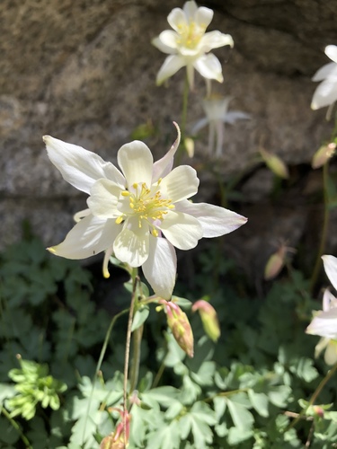 Sierra columbine (Aquilegia pubescens)