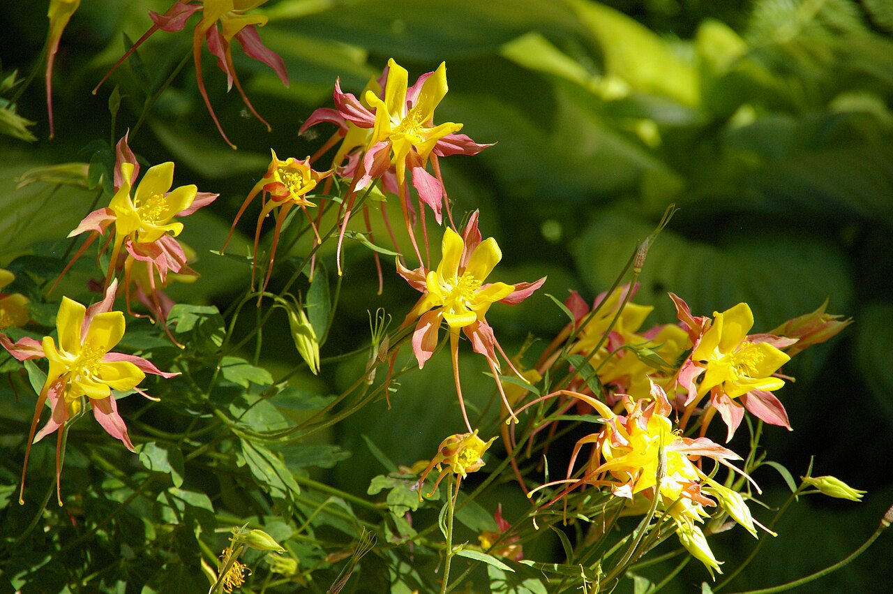 Sierra columbine: Aquilegia pubescens in Red Butte Gardens in Salt Lake City, Utah, USA.