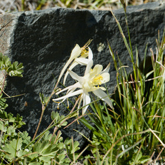Sierra columbine (Aquilegia pubescens)