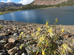 Sierra columbine (Aquilegia pubescens)