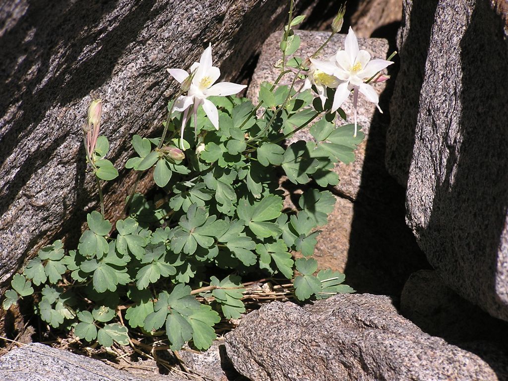 Sierra columbine (Aquilegia pubescens)