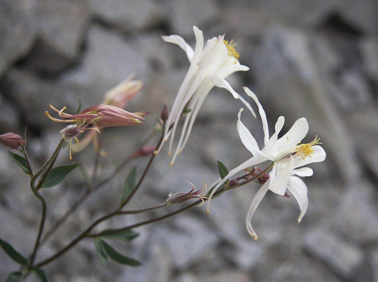 Sierra columbine: Closeup of white Coville's columbine flowers (Aquilegia pubescens). In rocks at 11,000ft (typical habitat for this species) just west of Morgan Pass, John Muir