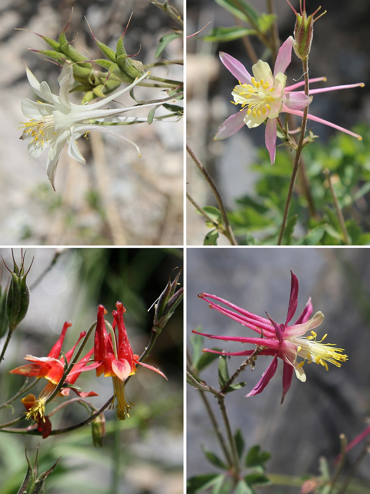 Sierra columbine: Transition of hybrid forms between the larger, erect, white Coville's columbine (Aquilegia pubescens) and the smaller, drooping, red-&-yellow crimson columbine