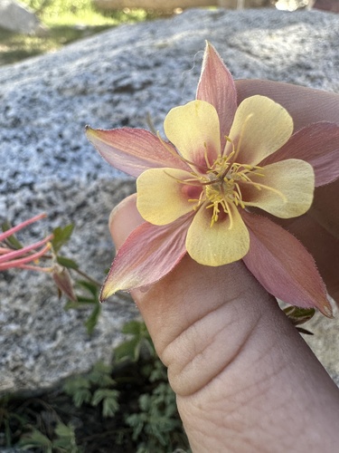 Sierra columbine (Aquilegia pubescens)
