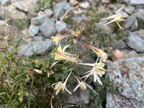 Sierra columbine (Aquilegia pubescens)