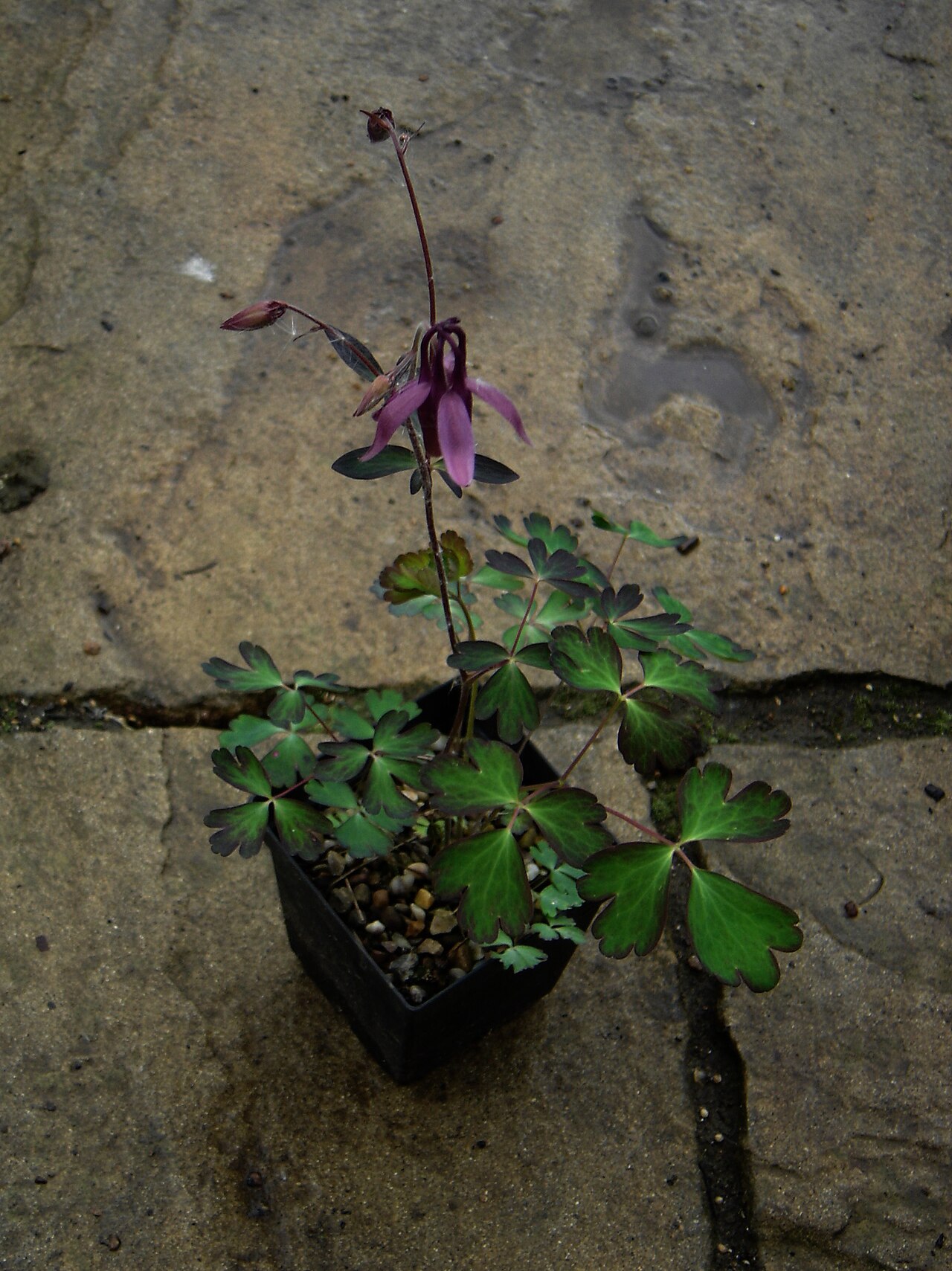 Aquilegia rockii: One of last year's seedlings ready to go on the nursery. I really like the black edged foliage.