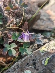 Rocky Mountain blue columbine (Aquilegia saximontana)