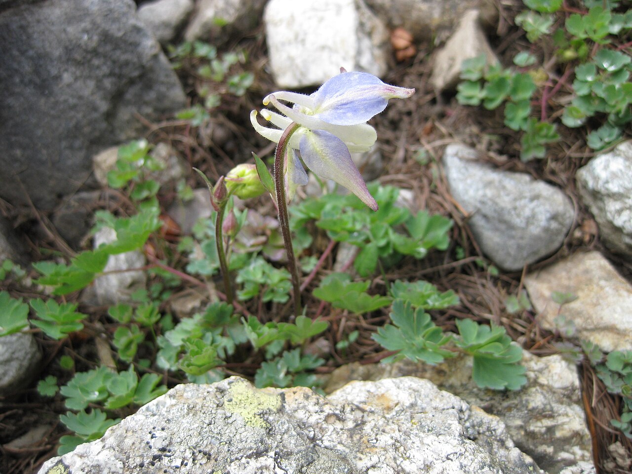 Rocky Mountain blue columbine: Aquilegia saximontana in the Jardin Botanique Alpin du Lautaret