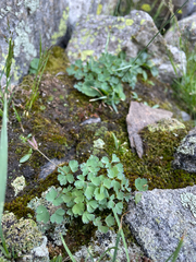 Rocky Mountain blue columbine (Aquilegia saximontana)