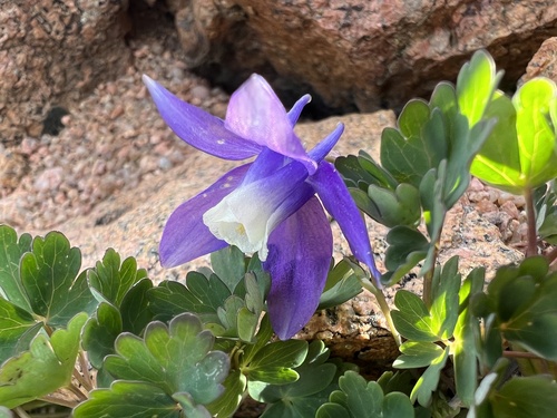 Rocky Mountain blue columbine (Aquilegia saximontana)