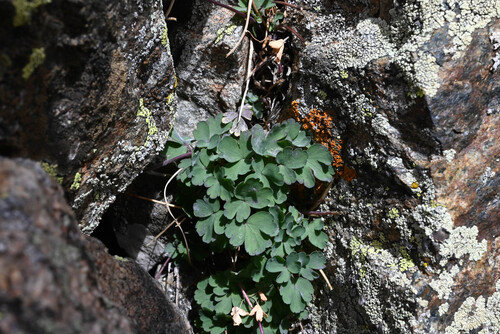 Rocky Mountain blue columbine (Aquilegia saximontana)