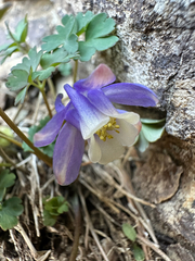 Rocky Mountain blue columbine (Aquilegia saximontana)