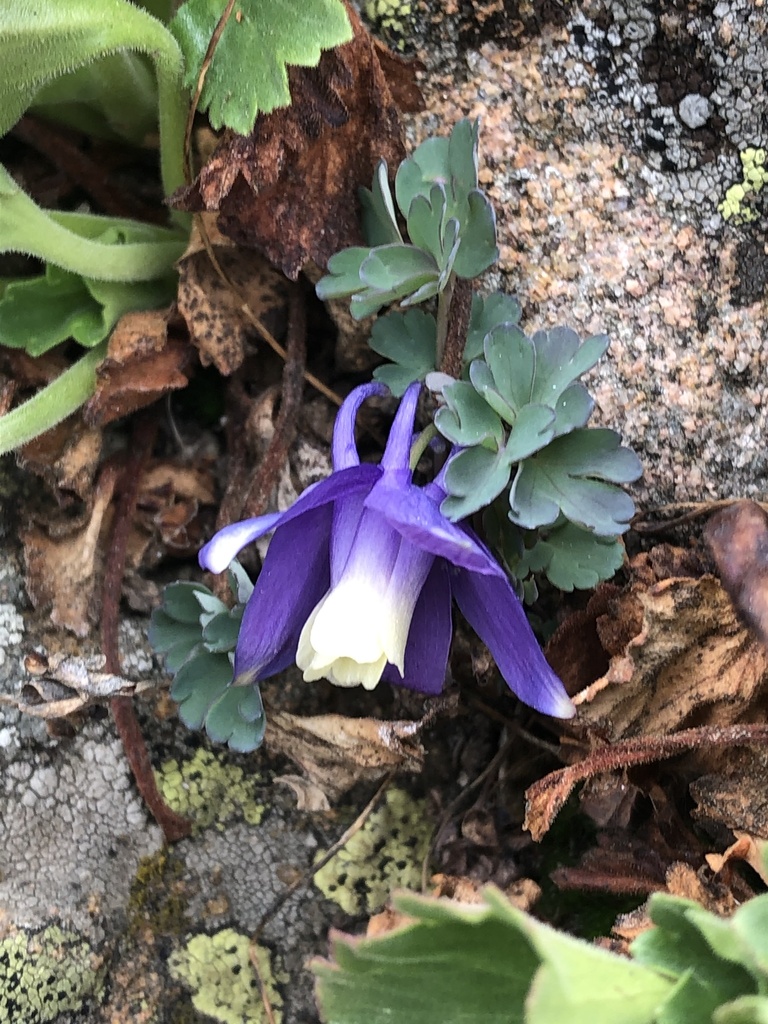 Rocky Mountain blue columbine (Aquilegia saximontana)