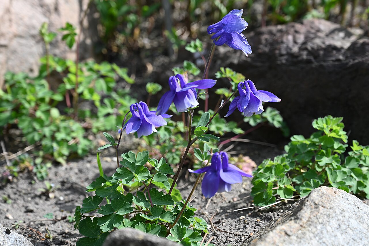 Rocky Mountain blue columbine: Aquilegia saximontana cultivated in the Wrocław University Botanical Garden, Wrocław, Poland.