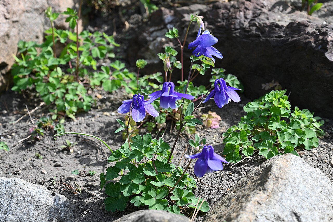 Rocky Mountain blue columbine: Aquilegia saximontana cultivated in the Wrocław University Botanical Garden, Wrocław, Poland.