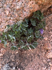Rocky Mountain blue columbine (Aquilegia saximontana)