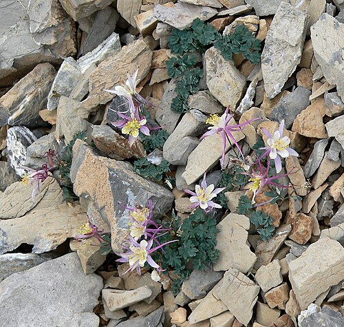 Utah columbine: Aquilegia scopulorum above treeline on the NW face of Charleston Peak, Spring Mountains, southern Nevada