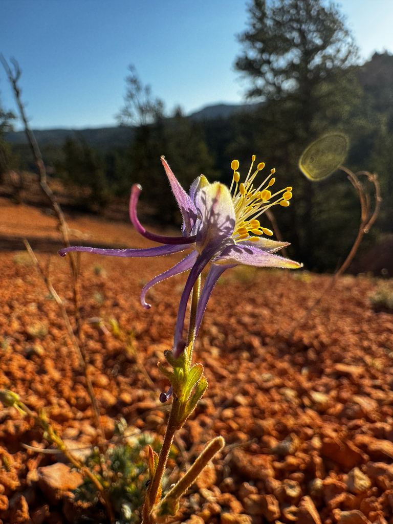 Utah columbine (Aquilegia scopulorum)