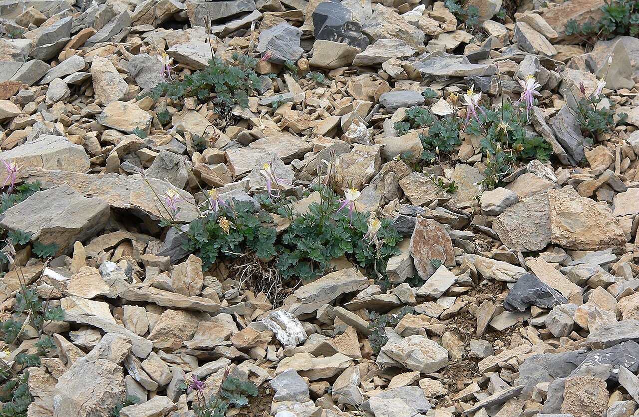 Utah columbine: Aquilegia scopulorum above treeline on the NW face of Charleston Peak, Spring Mountains, southern Nevada