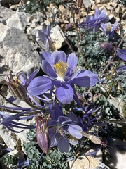 Utah columbine (Aquilegia scopulorum)