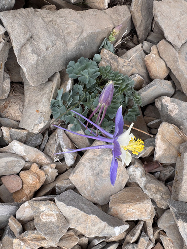 Utah columbine (Aquilegia scopulorum)
