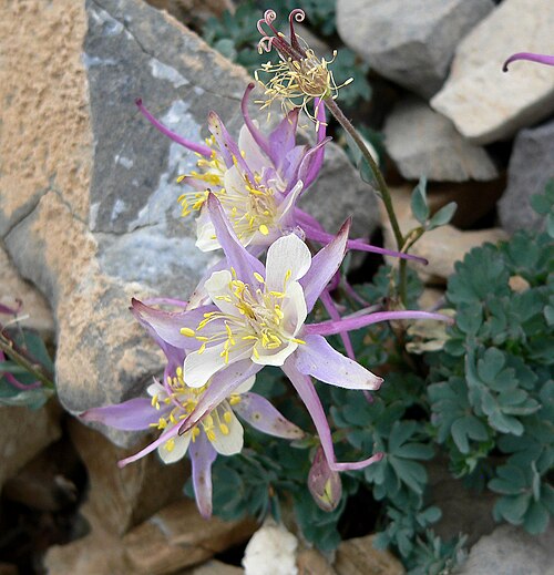 Utah columbine: Aquilegia scopulorum above treeline on the NW face of Charleston Peak, Spring Mountains, southern Nevada
