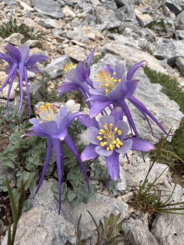 Utah columbine (Aquilegia scopulorum)